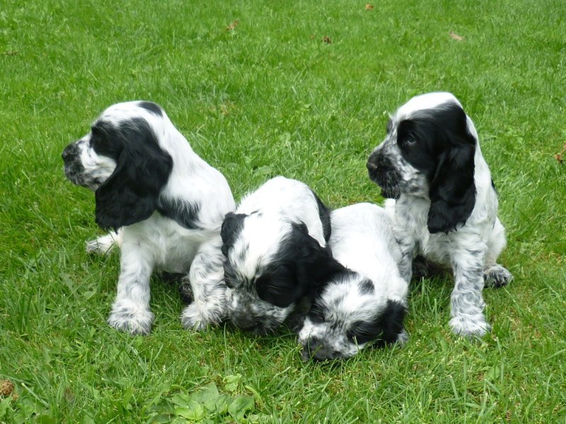 36-Flip, Fant, Fanny, Fred.JPG